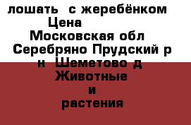 лошать  с жеребёнком › Цена ­ 70 000 - Московская обл., Серебряно-Прудский р-н, Шеметово д. Животные и растения » Другие животные   